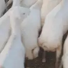 ضأن رفيدي قرايب دفيع علا الشرط سنها ثني ربع سديس ديودها سليم