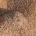 علف قمح بر اسعار منافسه للكميات