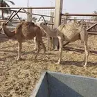 قعودين وبكره