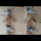 مراسيل