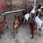 ماعز دهم صنف دفيع مبينه ومقربه