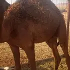 السلام عليكم ورحمه الله وبركاته اعرض لكم قعدان