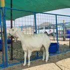 مشروع فحل حري صنف الصنف