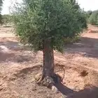 شجر زيتون معمر