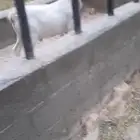 تيس قزم جذع