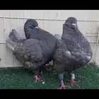 مودينا..كنق..لافندر