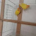 جوز روز اورنج ابلاين
