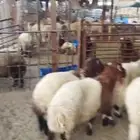 ذبايح