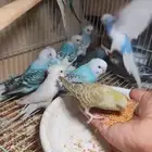 طيور حب بادجي