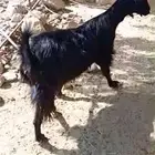 ماعز عارضي كفو