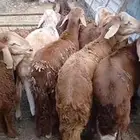 طليان سواكن جذعان للبيع