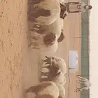 جذعان نعيم بلدي شعره وأطراف وشحم بالجله