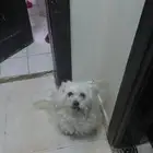 كلب بومبربيان كيووت لطيف شوذكي ونظيف.. أنثى عمرها 3_4سنوات