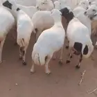 يوجد لدينا ضان رفيديات للبيع العدد 200راس مضاريع