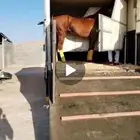 دنة خيل خمس روس للبيع.. موديل 2012مكينه كبيره وتيربو