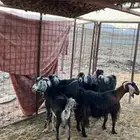 6 معزاء للبيع مضريع وفيها الحليب. التيس معها فيها مضريع وحيل