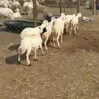 رخال رفد بلدي للبيع