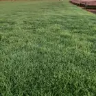 ثيل طبيعي سي 2000 درجه اولى صافي ونقي على الشرط شكل جمالي وخ