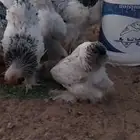 براهما اصل للبيع كولومبي وسلفر