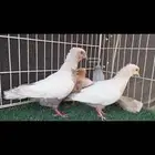 نسيم الليل بفروخهم .. اورنج