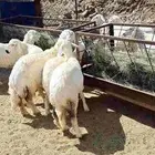 رخال للبيع