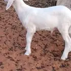 طلي ذبيحه فل