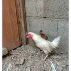 للبيع ديك ودجاج الديك فارسي ودجاجه كويتيه قسم