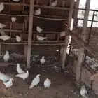 بيع حمام فرنسي