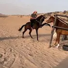 حصان كفو