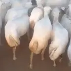 ضأن رفيدي اكبر جرم قريب دفيع علا الشرط العدد 51 مع الفحل