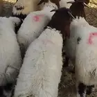 ذبائح ابوخالد