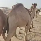 وصل عندنا القعدان النظيفة واللحم الطيب والسعر المناسب