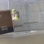 طيور كروان شباب مقبله على الإنتاج