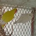 عرض على زوج روز تركيب جديد