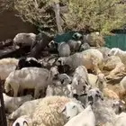 ضان حريات