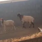 فحل طيب شبب وشرط القريع