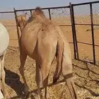 بكره اصيل للبيع