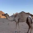 نياق مهجنات للبيع الصامل يتواصل ولانقبل معاريض