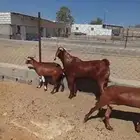 للبيع فحل ثني ادهم طول وجرم ومد وعظم