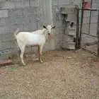 تيس فحل مشروط