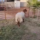 جذع نعيمي اردني ظهر وطرف عمر 9 شهور