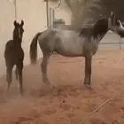 خيل