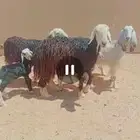للبيع غنم وسياره