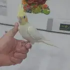 انثى كروان لاتينو عيون حمر