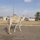 ناقه علي ضراب