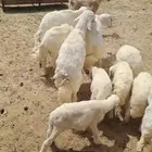 بهم تربيه للبيع من شهرين وفوق 15 رأس...