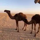 قعدان بريه
