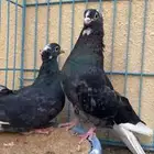 هجارس بن غصين صوافي ومثبوته