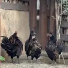 دجاج حباحب دم هزاز