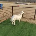 طلي حري مهجن ظهر وطرف